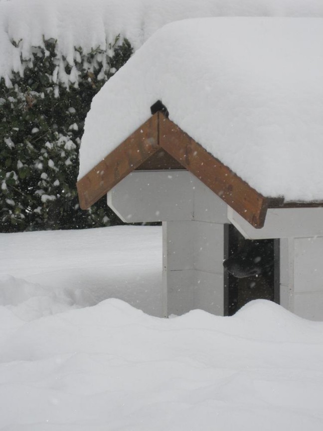 cuccia-nella-neve-reggio-emilia,-parma casetta del cane sepolta da abbondante nevicata dietro ad un cumolo di neve alcalduccio della cuccia si intravede il muso nero di un cane.