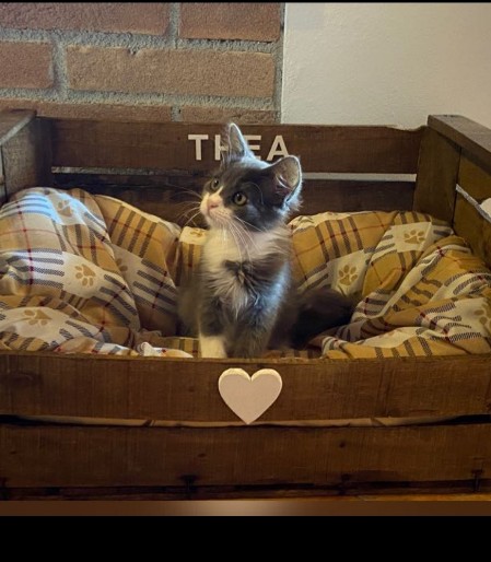 casa+micio+cassetta+nido+gatto Falegnameria Produzione Cassetta Nido Per Gatto Vendita Online