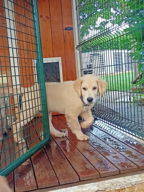pavmneto in legno drenant ein box per cane falegnameria Serena